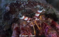 hermit crab from Karaburun IZMIR Turkey F/2.8 1/60 olympu... by Ahmet Caglar 
